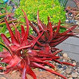 Exotic Seeds - Red Aloe Aloe Cameronii 50+ Seeds, Hybrid Seeds Grow In All Seasons-image-68