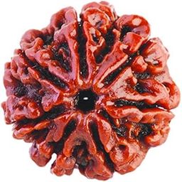 7/Seven Mukhi Rudraksha Lab Certified Original Pure Siddha in Handmade Tassel, Nepal Beads, Size 18-24mm, Color-Brown (7 Mukhi Rudraksha)-image-20