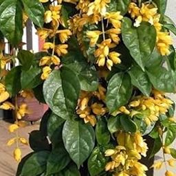 Golden Cascade Beautiful Yellowish Creepers | Climbers Climber Plant(1 Plant)-image-59