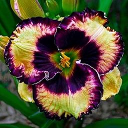 SVG® Daylily Flower Bulbs for Home and Gardening, pack of 2 bulbs (DARK PURPLE WITH GREEN SHADE)-image-77