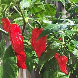 hybrid NAGA Chilli Ghost Pepper World Hottest Chilli 40+ seeds-image-90