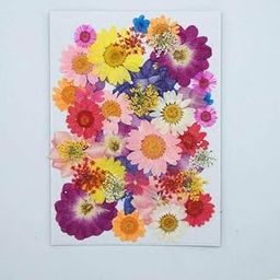 Litvibes Dried Pressed Natural Flowers Colorful Real Dried Flowers Daisies for Candles Handmade Art & Crafts Epoxy DIY Resin Pendant Jewellery Nail Art Accessories -Multi Color-11