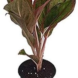 Creative Farmer Indoor Lipstick Aglaonema Plant (Single Stem) Arrangements (Healthy Live Plant)-picture-17