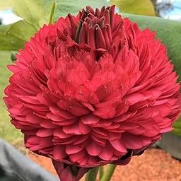 ALOCHUZ (TUBER/Root) ULTIMATED THOUSAND Petal Double Lotus Orginal Variety Guarante Blooming With in 40 Days BIG Hybrid Water Lotus For OutDoor & Indoor(1000 Petal)1 TUBER-image-123