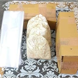 BM MUSHROOM Florida Oyster Spawn, 1kg Plus 5 PP Bags.-2