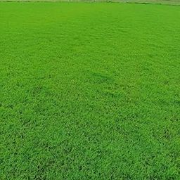 American Imported Bermuda Lawn Grass Seeds for Home and Gardening (Pack of 10000 Seeds)_F92-image-118
