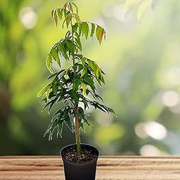 The Gifti Dwarf Ashoka or Devdar/Debdaru - Pack of 2 Plant [Plants Suitable for Bonsai]-image-48