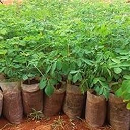 Shevaga/Moringa Healthy Live Plant/Sahjan live plant/Saragavo/Pack of 2-image-99