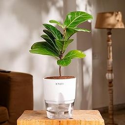 KYARI Ficus Lyrata Fiddle Fig Live Plant with White Self Watering Pot - Small 4 Inch-image-6