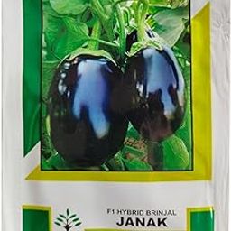 Kalash F1 Hybrid Brinjal Seeds Janak, High-Yield Eggplant Variety (10Gm)-image-47
