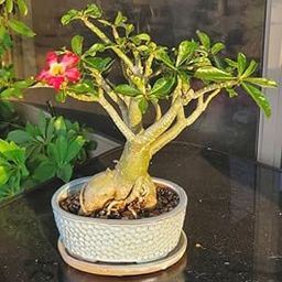 Bonsai tree live plant,Adenium Desert Rose Live flower Plant for Garden Indoor Pack of 1 Live plant With pot-image-2