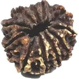 TRINETRA GEMS STONE Genuine Gyarah Mukhi Rudraksha Nepali Beads Eleven Face Rudraksha IGL Lab Certified Superb Natural ग्‍यारह मुखी रुद्राक्ष For Make Pendant Mala 11 Mukhi Rudraksha-picture-28