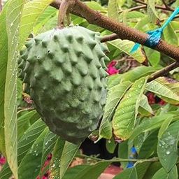 Live Nurseryoutdoors Annona atemoya, Lakshmana phal (Grown through seeds) - Plant-picture-13