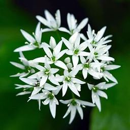 Allium Splendor A Guide Colorful Gardening Allium Flower Bulbs Growing Hybrids Planting Giganteum Varieties Seasonal Cultivatio Gardens(ursinum pack of 2)-image-16