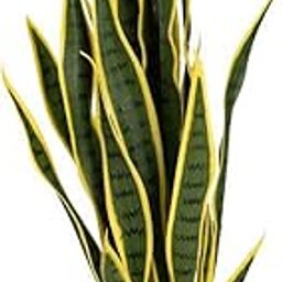 Greenery Nursery Indoor Outdoor live Snake Plant Variegated Air Purifier Sansevieria Plant anti mosquito plant for your home and graden healthy plant (Pack Of 1)-image-59