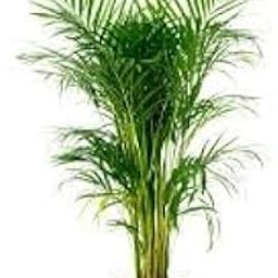 Areca Palm Indoor Plant, Natural Air Purifier, Live Houseplant-image-14