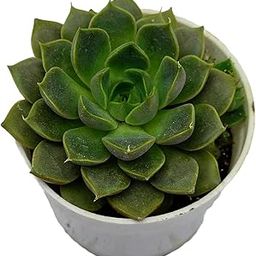 Gravendo Original Laxmi Kamal Vastu Plant | Sempervivum Live Succulent Plant With Pot | Vastu Plant | Indoor Plant | Live Plant | Good Luck Plant (LAXMI KAMAL PLANT)-image-12