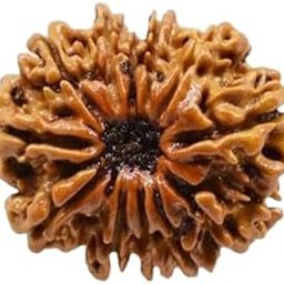Beauty Gems 12 मुखी रुद्राक्ष ओरिजिनल A+ 12 Mukhi Rudraksha Original Certified Nepali with Capping & Red Thread Bara Mukhi Rudraksha 12 Face Rudraksha Wear It As Pendant Dwadash Mukhi Rudraksha-53