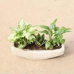 Syngonium Yami Green, Snake Dwarf & Peace Lily in 6 Inch sunlight plant Designer Ceramic Bonsai Tray (any colour & design)-image-77