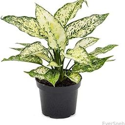 EverSneh Real Live Aglaonema Natural Live Indoor Plant Pack of 1 Healthy Live Plant Aglaonema Snow White Single Stem With Black Plastic Pot-image-65