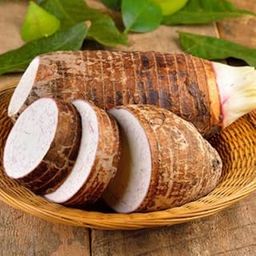 Taro Root/Arbi/Dasheen/Eddoes Vegetable Bulbs Home -Outdoor Gardening Bulbs planting (Pack of 9 Bulbs)_F12-image-43