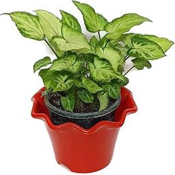 Grun Cute Green Syngonium Variegated Plant - Air Purifying Indoor Plant-image-61