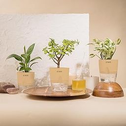KYARI Jade-Money N'Joy-Peace Lily Combo of 3 Indoor Plants for Living Room | Live Plants | Plants with Cream Pot for Home Air purifier plants | Plants for Home Decor | Plants for garden-image-17