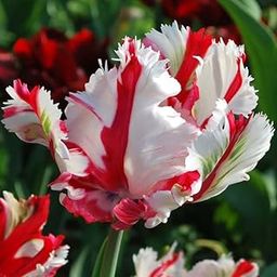 GrowZid Imported Tulip Perennial Flower Hybrid Quality Bulbs Easy to Grow Home Gardening Pack Of 5 Estella Rijnveld-image-74