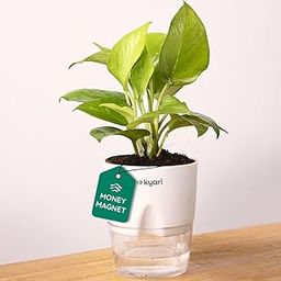 Kyari Golden Money Plant Indoor with White Self Watering Pot - Small 4 Inch-image-98