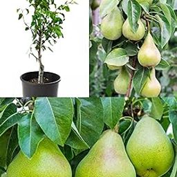 Pear babugosha dwarf grafted live trees Naspati hybrid Pear Fruit Plant (Pack of 1)-image-39