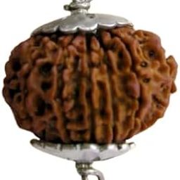BluDiamond 12 Mukhi Rudraksha Original Certified बारह मुखी रुद्राक्ष Twelve Faced 12 मुखी नेपाली रुद्राक्ष Blessing Narayana For Mala Japa Dhyaan Barah Mukhii Rudraksh Pendent 12 Face Nepal Rudraksha-picture-11