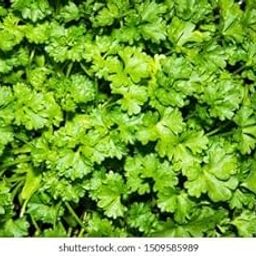 Parsley_Vegetable_Pack of 30 seeds-image-101