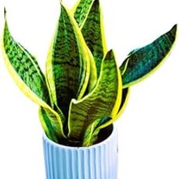 Reelzone Golden Snake Live Plant, Indoor Succulent Plant, Sansevieria With White Pot.-image-73