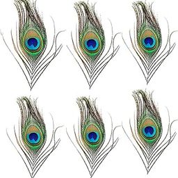 TOYSFAST® (6 Pcs Cutting Mor Pankh Small) Natural Peacock Feather | Mor Pankh | Real Peacock | Feather Tails for Home Decor | Good Luck Art and Craft & Worship (B206)-picture-30