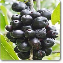 Creative Farmer Fruit Live Exotic Syzygium Cumini (Jambolan/Java Plum/Black Plum/Jamun/Njaval) Healthy High Yield Hybrid Plants for Garden Indoor Plum/Jamun (1 Live Fruit Plant)-image-35