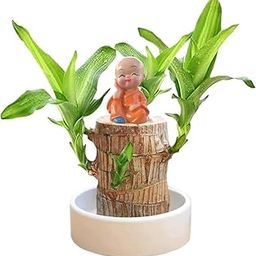 Native Earth Brazilian Wood Plant For Home - 1 PcsLucky Brazil Wood Potted Plant Healthy Indoor Live Lucky for Living Room, Office, Feng Shuie (Without Pot)-image-60