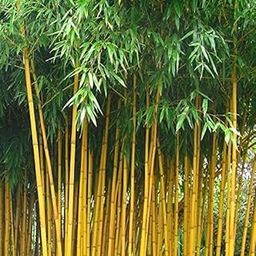 FloraPlax Live Bamboo Palm Plant | Bans Ka Podha | For Garden Plant with plastic pot (Bamboo Plant)-image-10