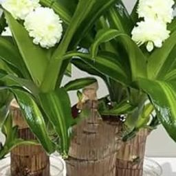Brazilian Lucky Wood Plant – Live Indoor Decorative Plant for Home & Office | Low Maintenance Purifying Plant, Pack of 1 Plant-image-10