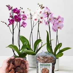 Happy Jiffy Pine Bark small nuggets (1-3 inches) for Orchid. (5Lit)-image-55