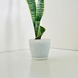 Indoor Snake Plant in Decorative Planter, Live Houseplant with Variegated Leaves with COCOPEAT | office | Living room | Air Purifying | (white)-image-97