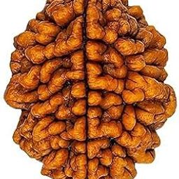 2 Mukhi Kaju Rudraksha | Original Certified Bead- Natural Indian for Meditation & Prayer, Protection, Spiritual Growth| Two Faced | Oval Shape.-image-9