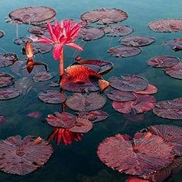 Water Lily red Live Plant Seeds Pack of 2-image-3