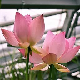 Lotus Seeds for Planting -100% Germination Pink Flower Seeds -Pink Color Growing Lotus Kamal Gatta Seed, Home Gardening (Pack Of 30)-image-16