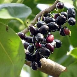 Creative Farmer Fruit Live Plant Dwarf Rare Hybrid Syzygium Cumini Java Black Plum Seedless Njaval Exotic Ornamental (Jambolan/Java Plum/Black Plum/Jamun) (1 Live Fruit Plant) B-image-59
