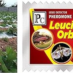 Pheromone Trap with Leucinodes orbanalis (Brinjal Fruit and Shoot Borer)-25pack-image-3