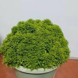 The Green Beach Live Table Kamini Bonsai Plant Live A Table Display of Home Beauty" Oxygen Live Plant For Indoor Home Dacoration Without Pot (Pack of 2.)-image-85
