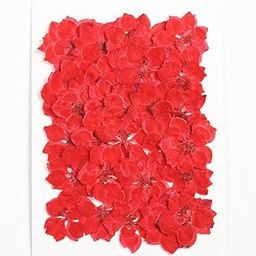 CBM CRAFTARA BY MONIKA Frill Flowers Red 12 Pcs Dried Pressed Flower Natural Daisy Flower for DIY Art Crafts Nail Pendant Making Decoration for Candle Epoxy Crafts DIY Jewelry Resin Art-picture-30