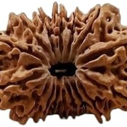 BluDiamond Sixteen Face Rudraksha Nepal Bead 16 मुखी रुद्राक्ष Sixteen Mukhi Rudraksha Silver Pendant सोलह मुखी रुद्राक्ष ओरिजिनल सर्टिफाइड 16 Mukhi Rudraksha Nepali Natural Solah Mukhi Rudraksha-image-69