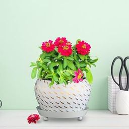 TrustBasket Golden Planter Bowl with Saucer | Flower Planter for Home, Office, Living Room, Balcony, Garden Decoration, Best for Indoor Plantation-image-52