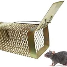Rat Trap-image-90